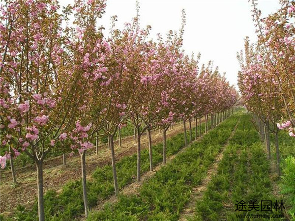 櫻花樹(shù)圖片