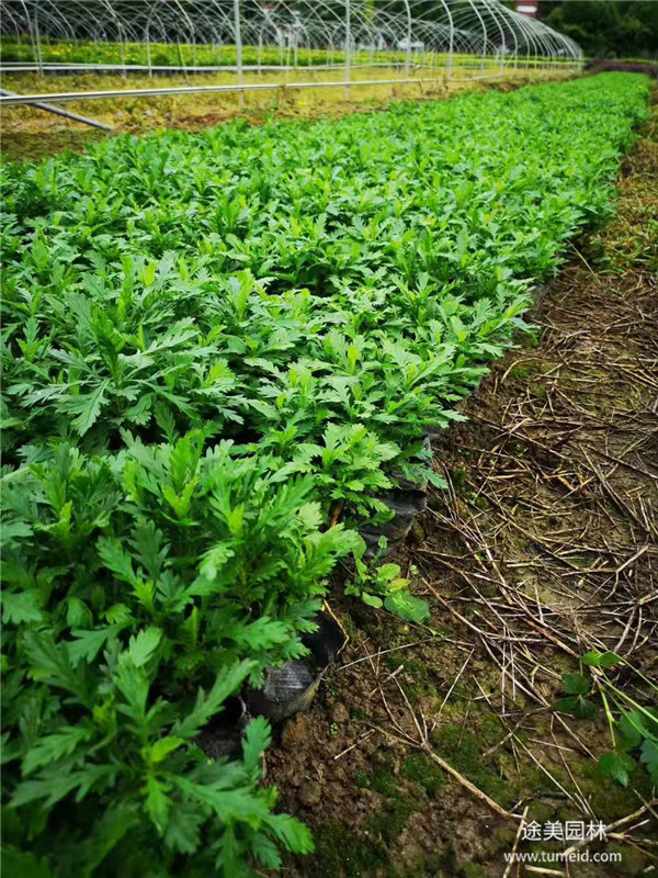 20~30公分的木春菊批發基地？