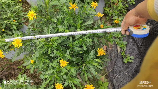 20~30公分的木春菊批發基地？