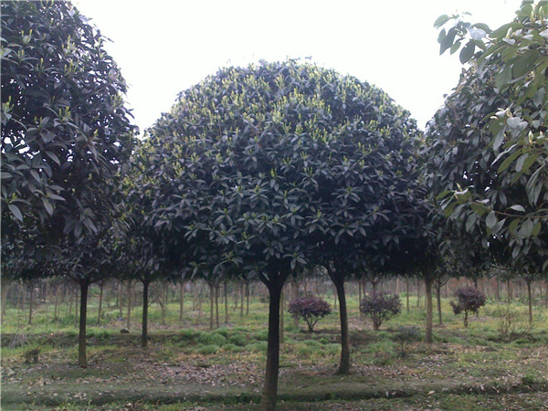 2月份可以種植桂花樹(shù)嗎？