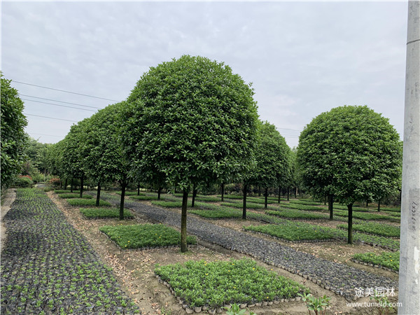 2月份可以種植桂花樹(shù)嗎？