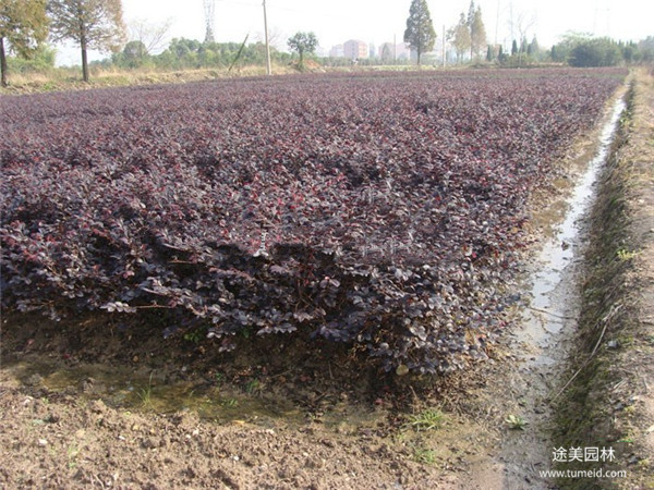 0.8米-1.5米紅花繼木球大量批發成都溫江基地直銷